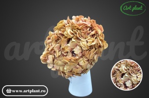 Hortensie Criogenata Crem-Roz Bic Pin01 XL