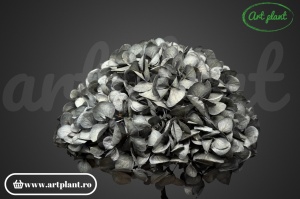 Hortensie Criogenata Gri Antracit Bla02 XL - Img 3