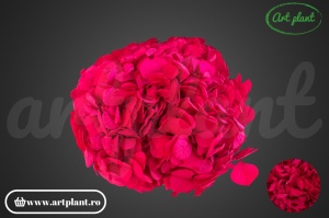 Hortensie Criogenata Hot Pink Pin03 XL - Img 1