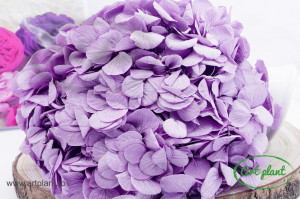 Hortensie Criogenata Lavander Premium