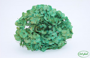 Hortensie Criogenata Turquoise Premium - Img 1