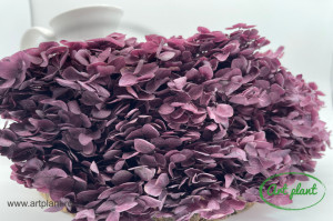 Hortensie Dark Mauve