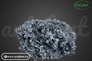 Hortensie Grey - Img 2