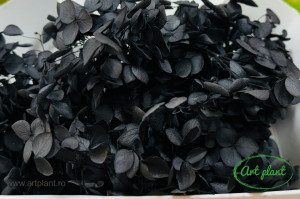 Hortensie Neagra