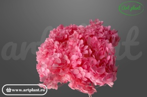 Hortensie Roz