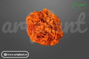 Hortensie stabilizata Orange