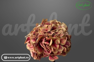 Hortensie stabilizata Red Antique