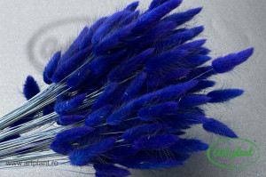 Lagurus albastru indigo - Img 1