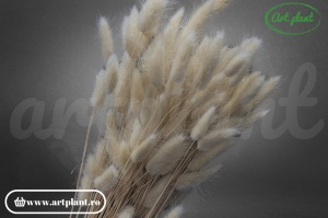 Lagurus beige
