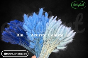 Lagurus celeste (G) - Img 2