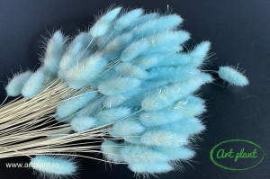 Lagurus celeste