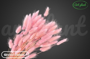 Lagurus filder - Img 1