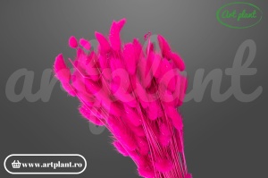 Lagurus fuchsia