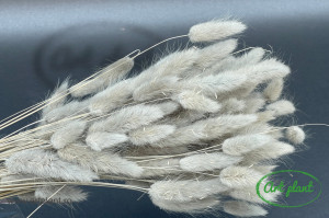 Lagurus grigio
