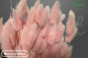 Lagurus light pink - Img 3