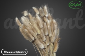 Lagurus natural