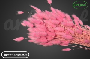 Lagurus roz