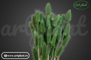 Lagurus verde inchis