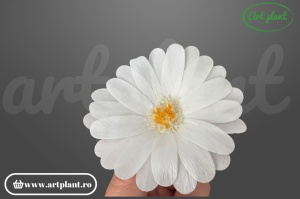 Margarete criogenate albe