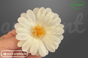 Margarete criogenate crem