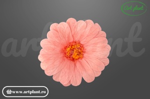 Margarete criogenate pink