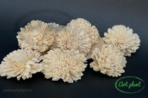 Ming Crizantema natur 8 cm
