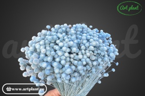 Mini Amarelino Light Blue
