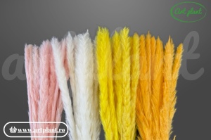 Mini pampas uscat galben honey aranjament boho delicat Art Plant