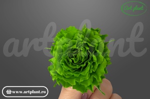 Mini Rose Romantic stabilizate Green Lime din Ecuador, Ø 4–5 cm • Înălțime 2–2.3 cm, 12 buc