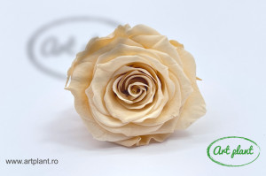 Mini Roze Champagne CHA01