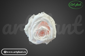 Mini Roze Roz Pal Pin89 - Img 2