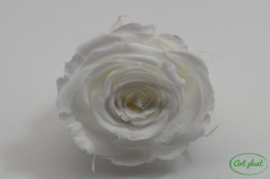 Mini Roze Warmi Alb Whi01 - Img 1