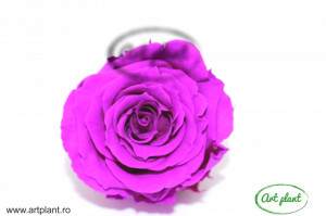 Mini Roze Warmi Mov Pur02