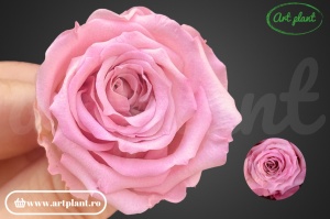Mini Roze Warmi Roz Pal Bic08 - Img 1