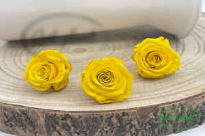 Mini Roze Yellow Yel02 - Img 2