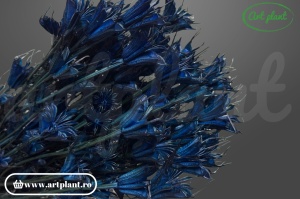 Nigella orientalis blu (dark) (G)