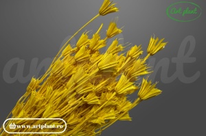 Nigella orientalis galben lime
