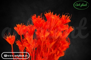 Nigella orientalis orange