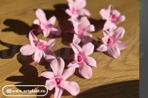 Orhidee Dendrobium Pink - Img 3
