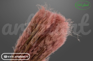 Pampas pluminha roz pudră (G)