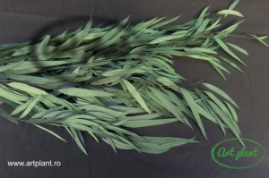Preserved Eucalipt Nicoly Verde - Img 1