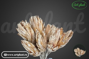 Protea galben frosted