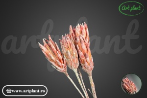 Protea rosu frosted - Img 3