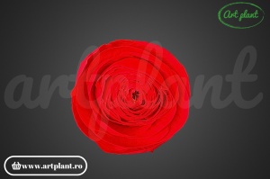 Ranunculus Criogenat Red99 - Img 1