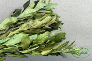 Ruscus de grădină verde - Img 1