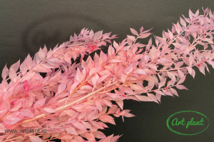 Ruscus stabilizat roz deschis