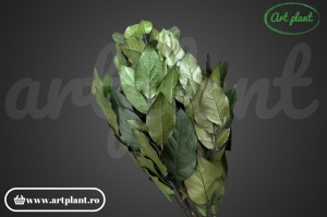 Salal Verde