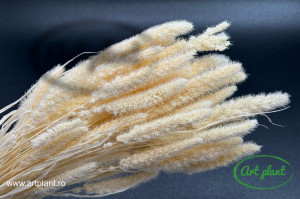 Setaria alb / crem - Img 1