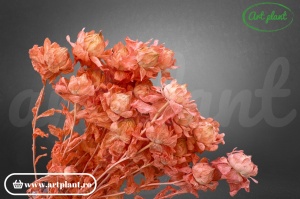 Sofran Light Pink - Img 2