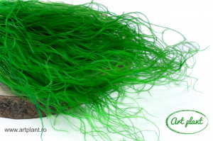 Stipa Verde - Img 1